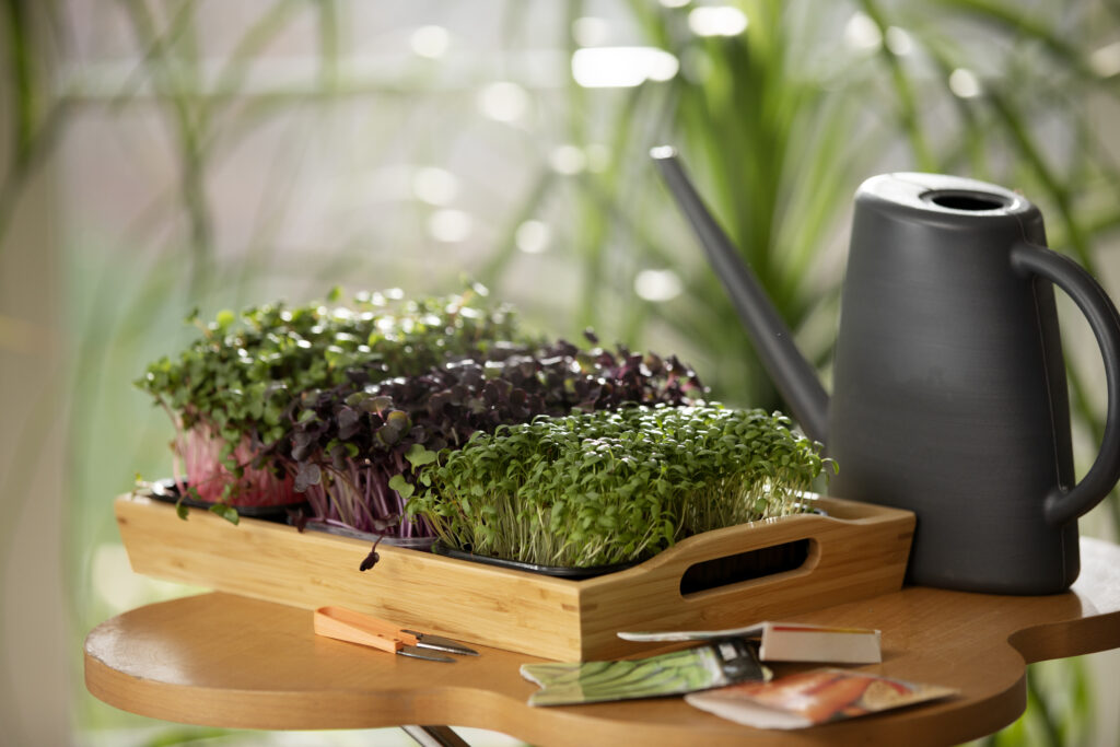 herbs in containers