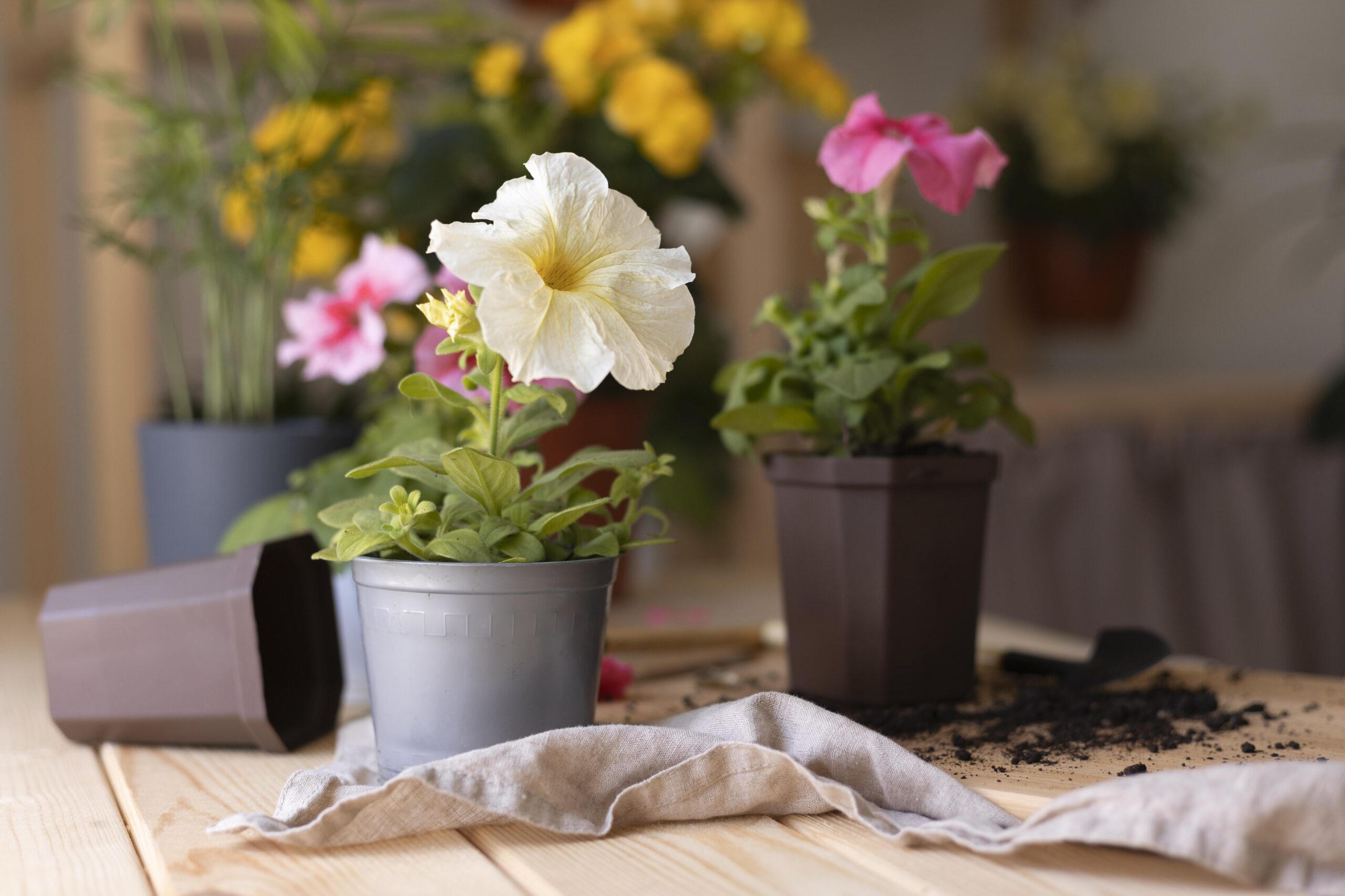 A close-up of a white petunia flower in a grey pot. There are other potted flowers in the background, including pink petunias. Gardening tools and soil are scattered on a wooden table